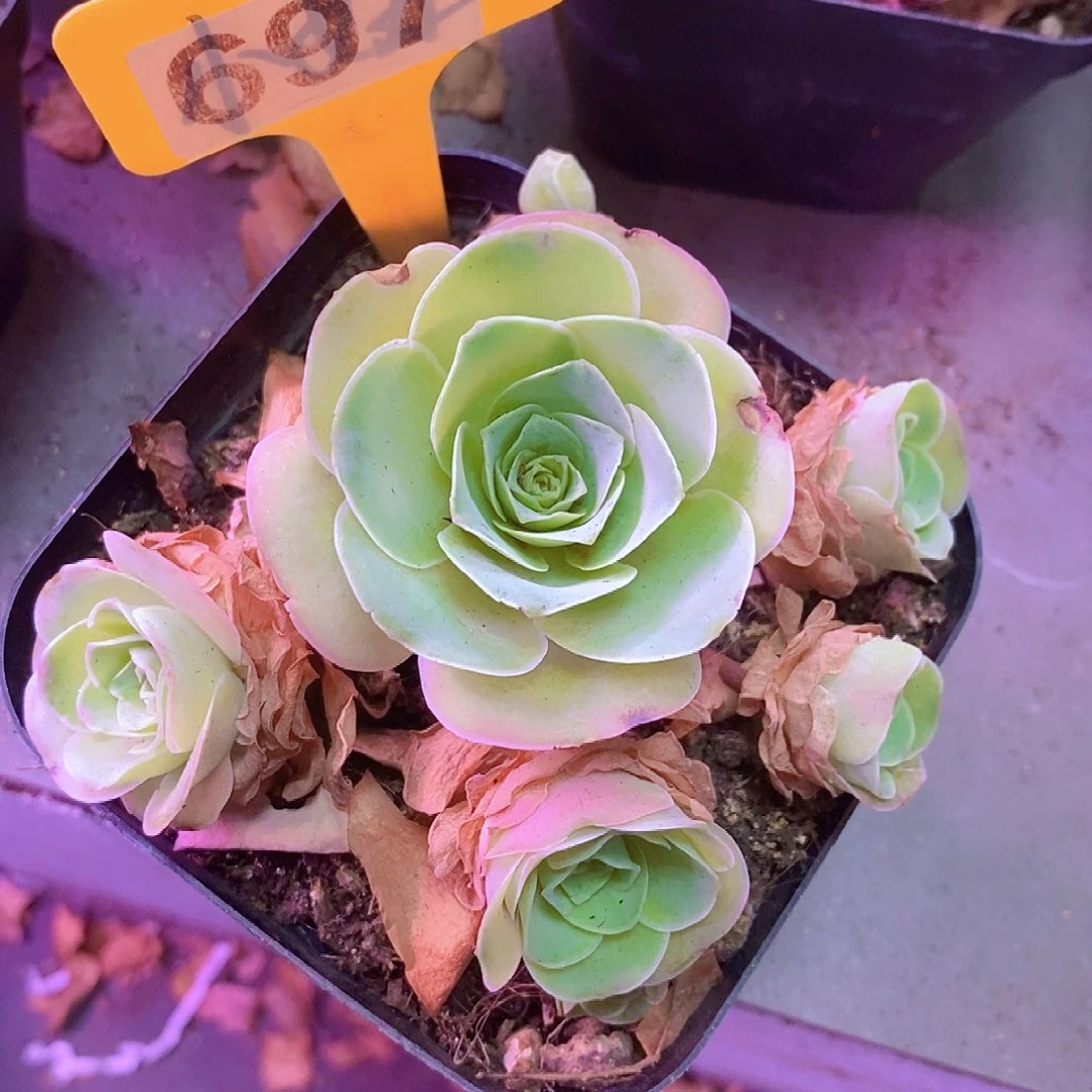 山地玫瑰一物一拍697樱桃