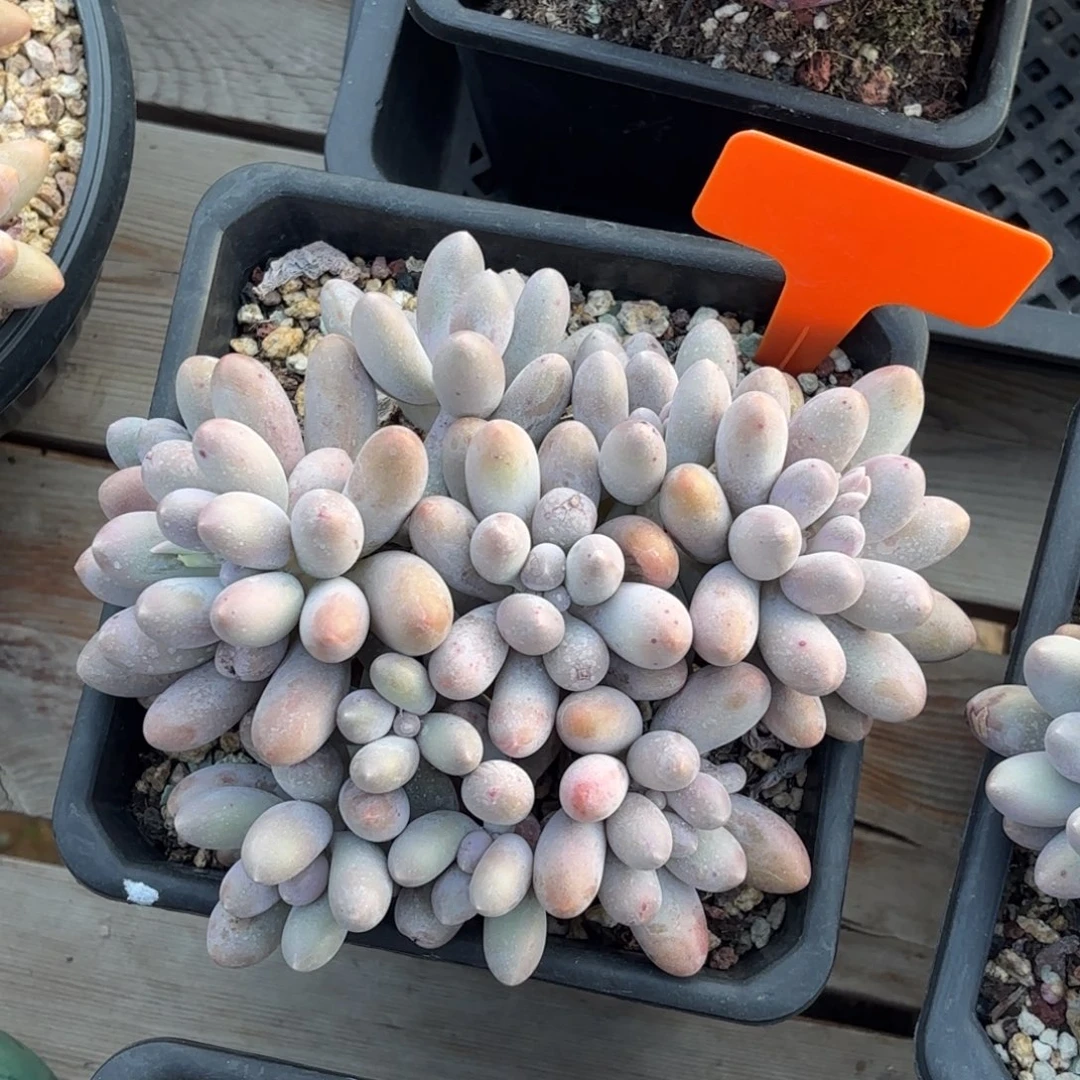无花朵汤圆无砍自然群
