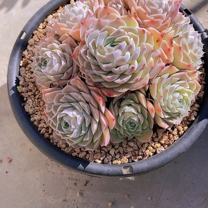 红陶无*多肉植物保护研究所