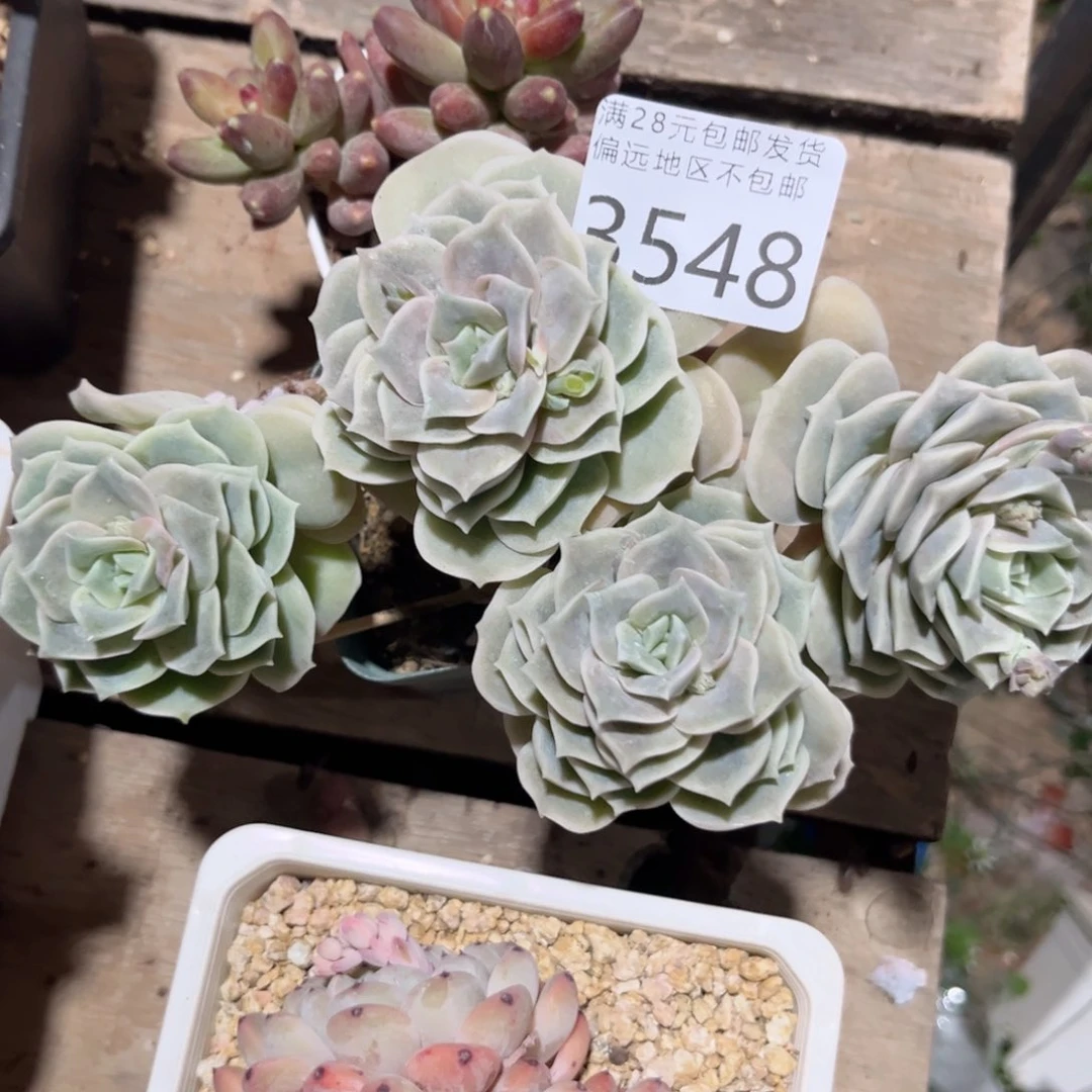 O*3548、v zv xv b b n n