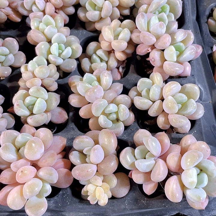 双头小花瓣路1.5带土