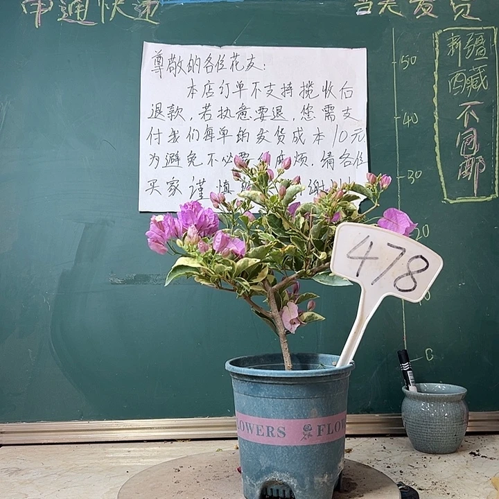 完全开放银边浅紫478