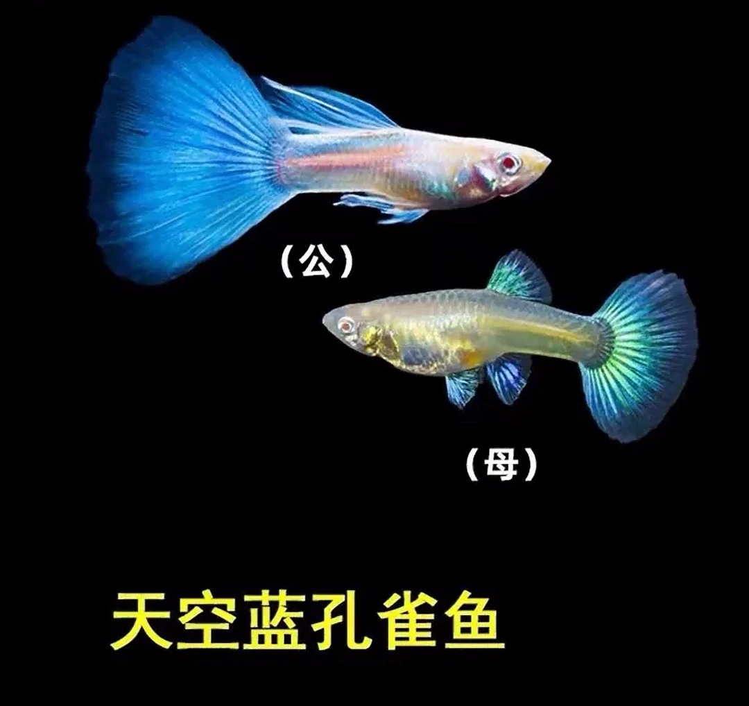 精品天空蓝孔孕母大肚子孔雀鱼包邮包损（入缸后不包损）