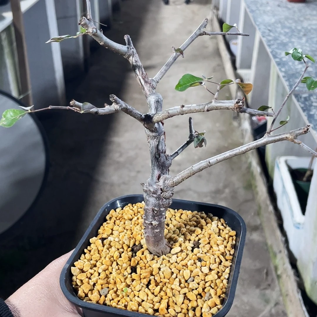 奥比克66666666666666