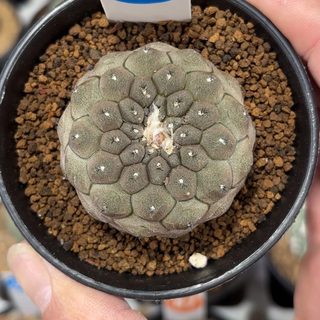 286实生蜥蜴皮带盆带土