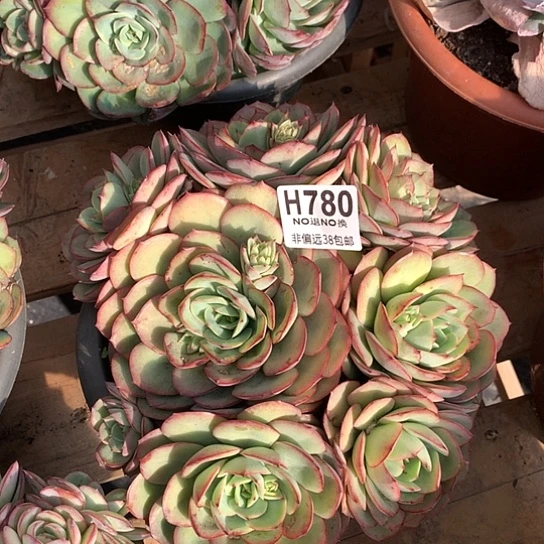 牡丹亭自然群780 亏本处理退款拉黑7-8天发货