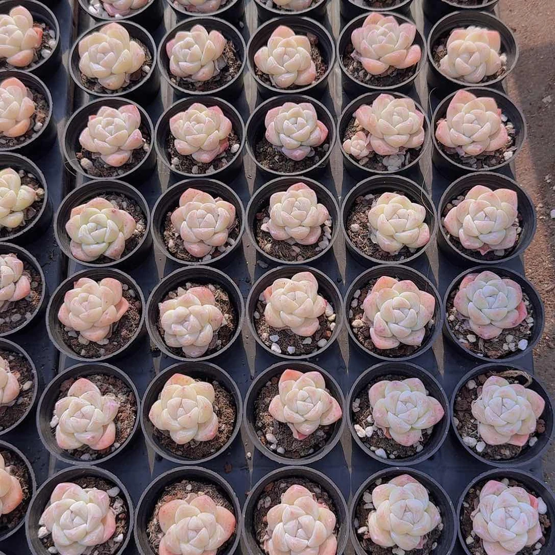 阳光冰玉50颗带盆土