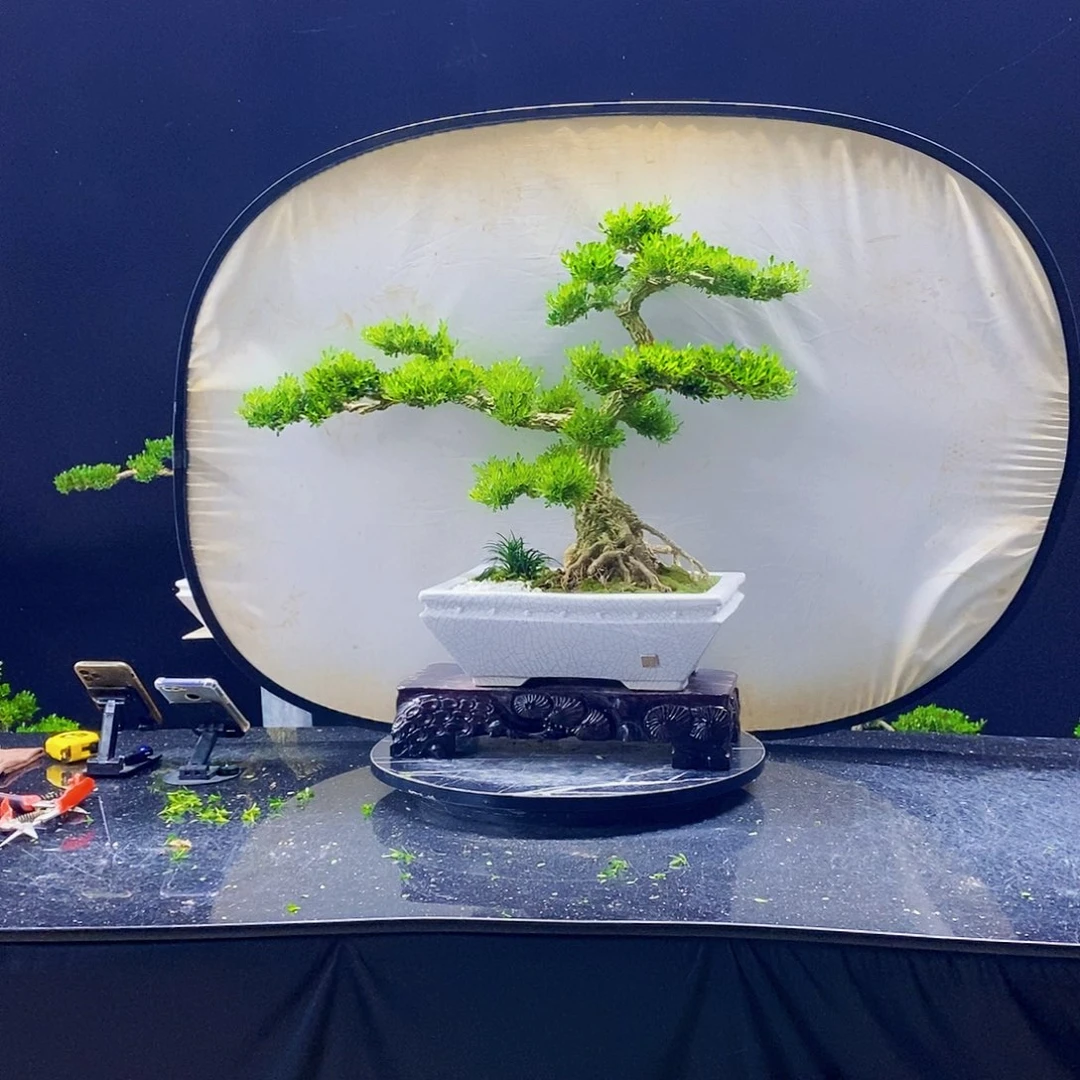 无花朵黄杨盆景造型