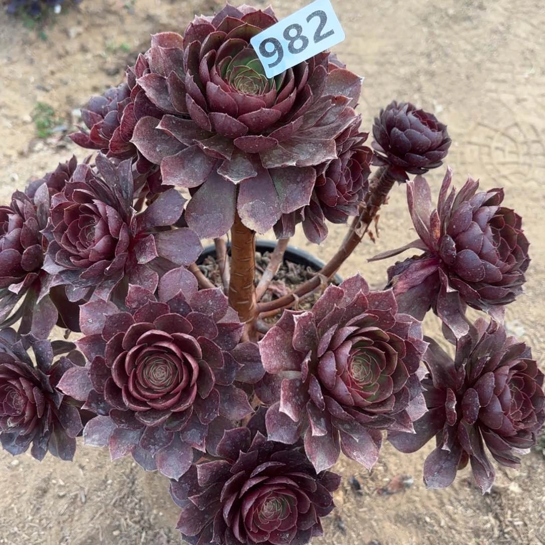 982黑魔多肉不包损