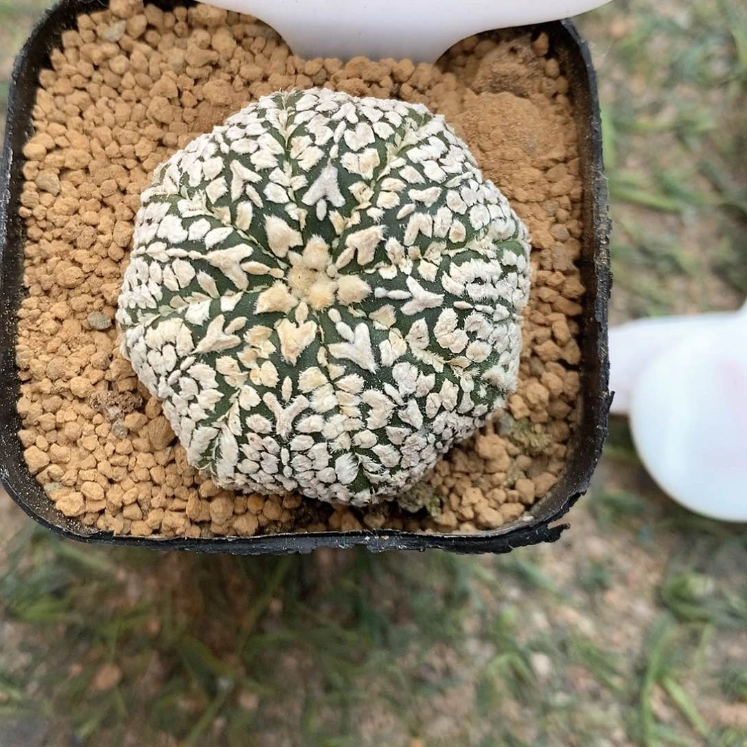 876V兜系列产品福利