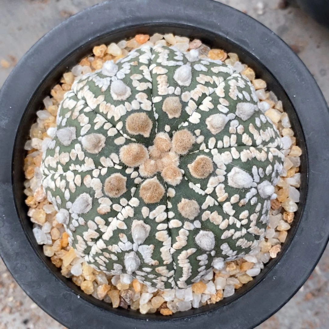 小*仙人球的世界里有