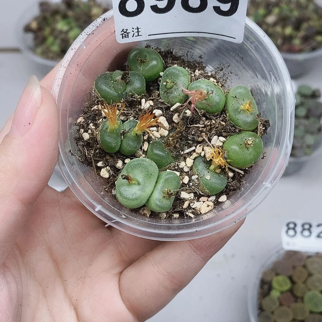 8989啦咯啦咯啦咯嘛