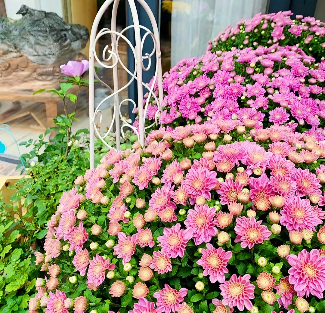 拂晓苹果千头菊球菊1.5加仑 耐热耐寒多年生植物 易养护花期长