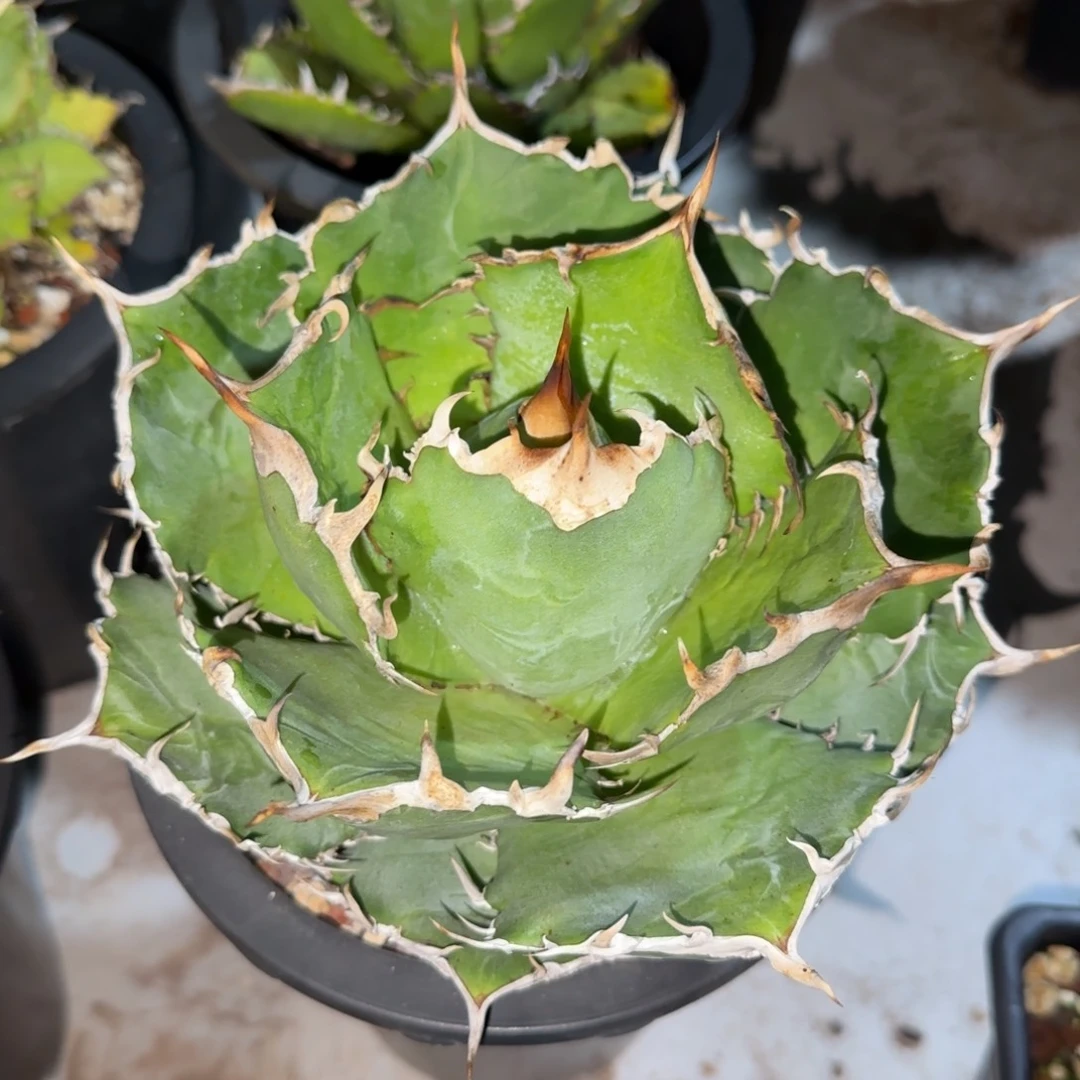 白鲸仁王冠龙舌兰