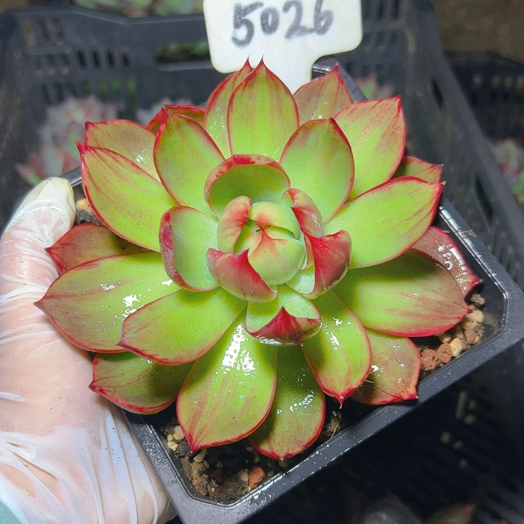 惊鸿仙子一物一拍5026