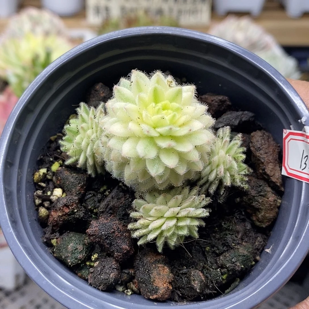 27133 优雅长生草宽覆轮锦 4 头自然群 需延时发货