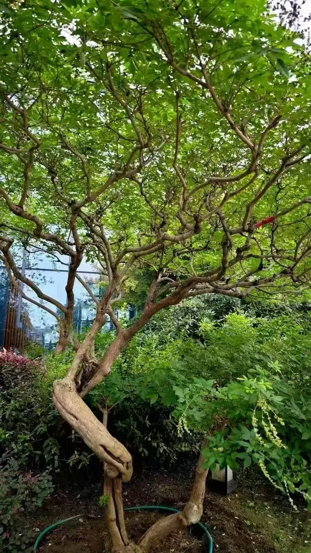 精品黄荆老桩盆景客厅庭院阳台易活异形碳化镂空绿植