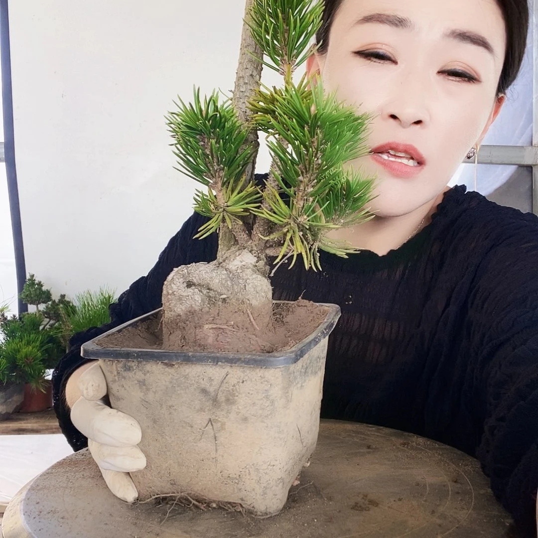 无花朵植物形态多年生草本