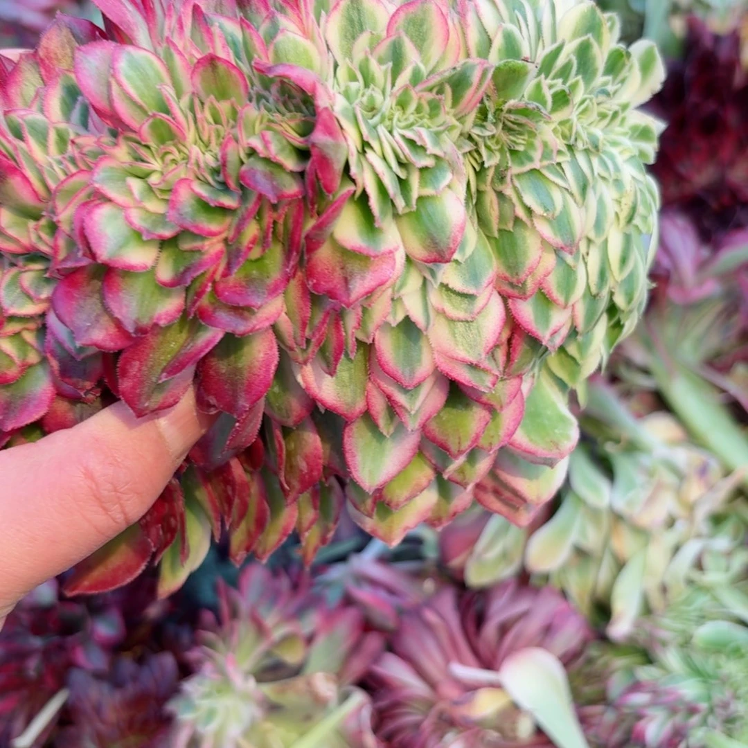 你8579 号多肉法师特价