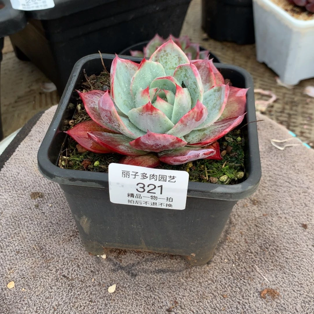 ?*幽321数字游戏惊鸿。多肉植物