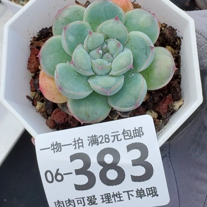 瘤影无盆土发货多肉多肉