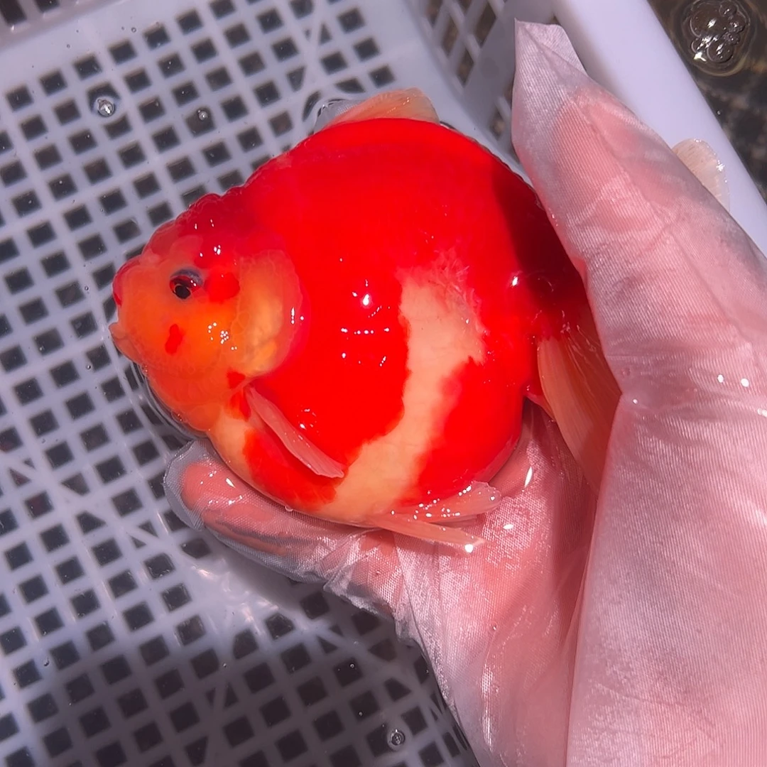 金鱼短尾将军泰狮