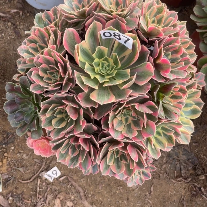 无花朵087多肉植物女妖