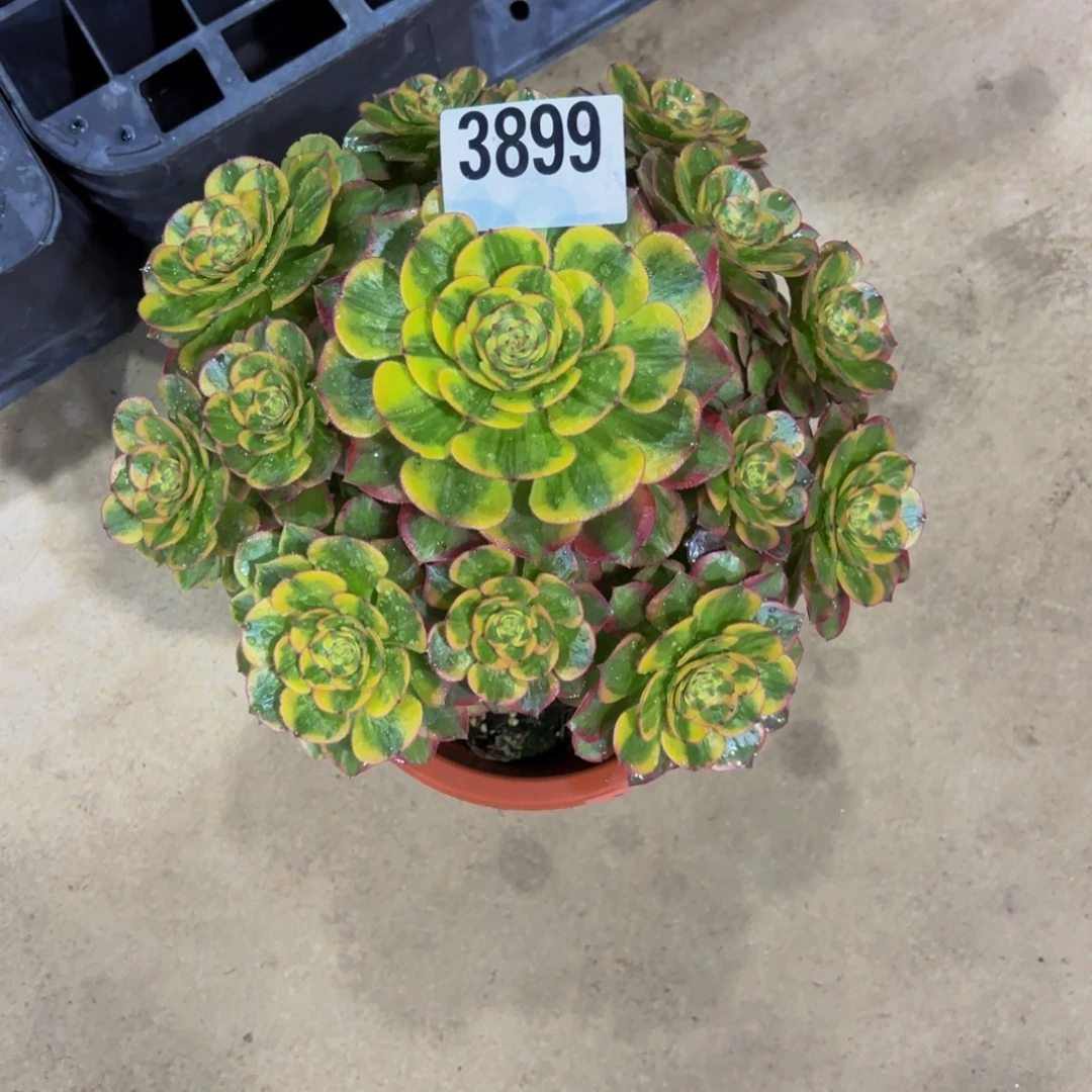 纹***晏无花朵3899火狐1111111