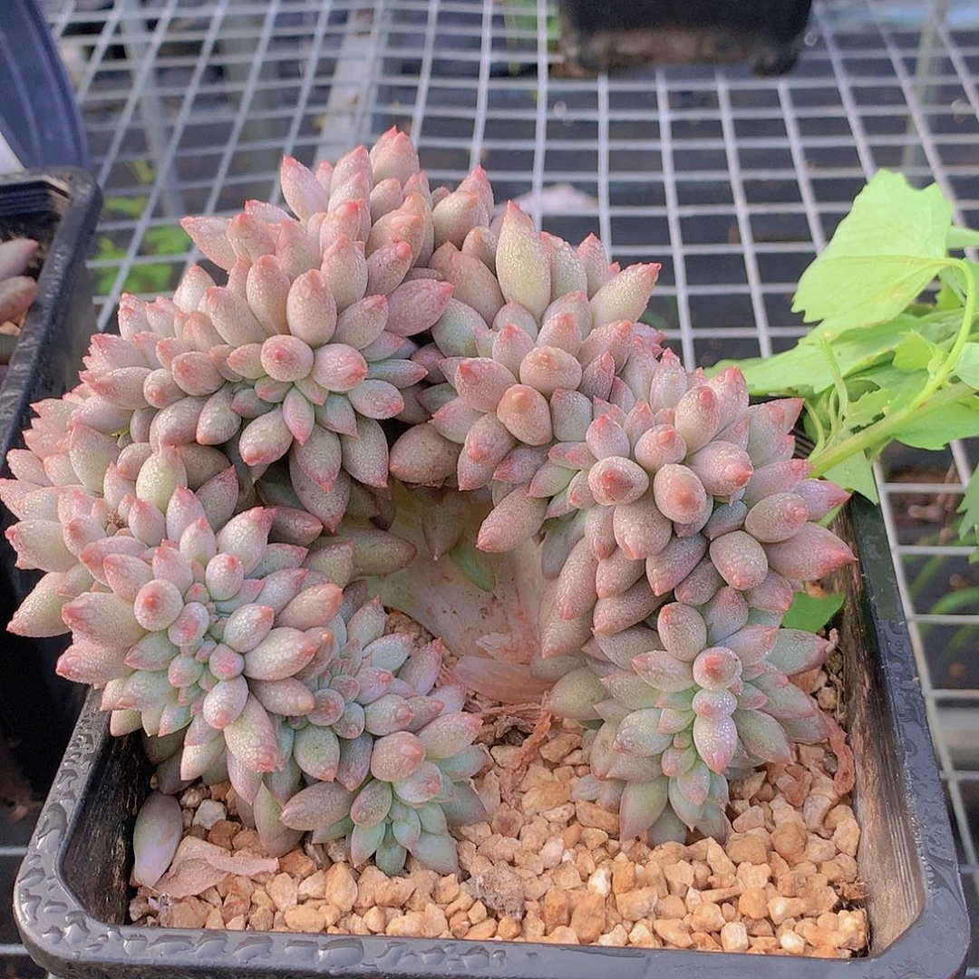 水晶球缀化带小草一物一拍35677