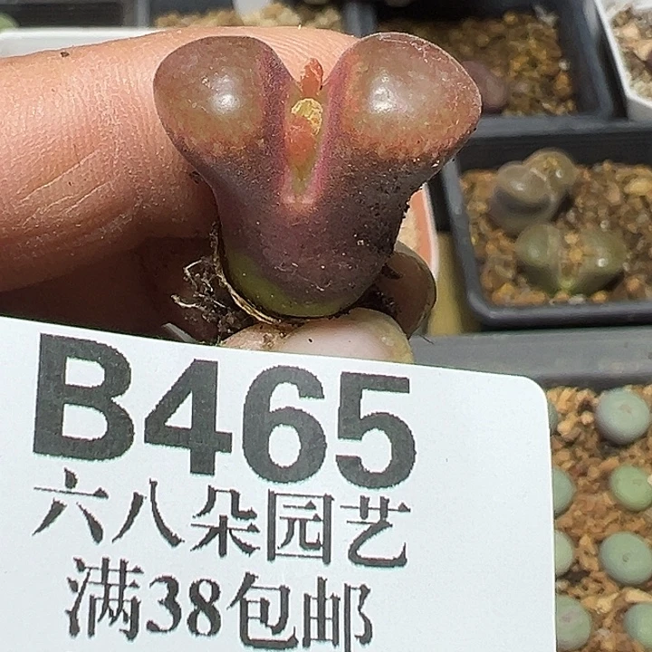 465号特价风铃多肉植物