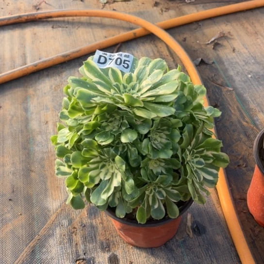 705辛尼亚不包断枝