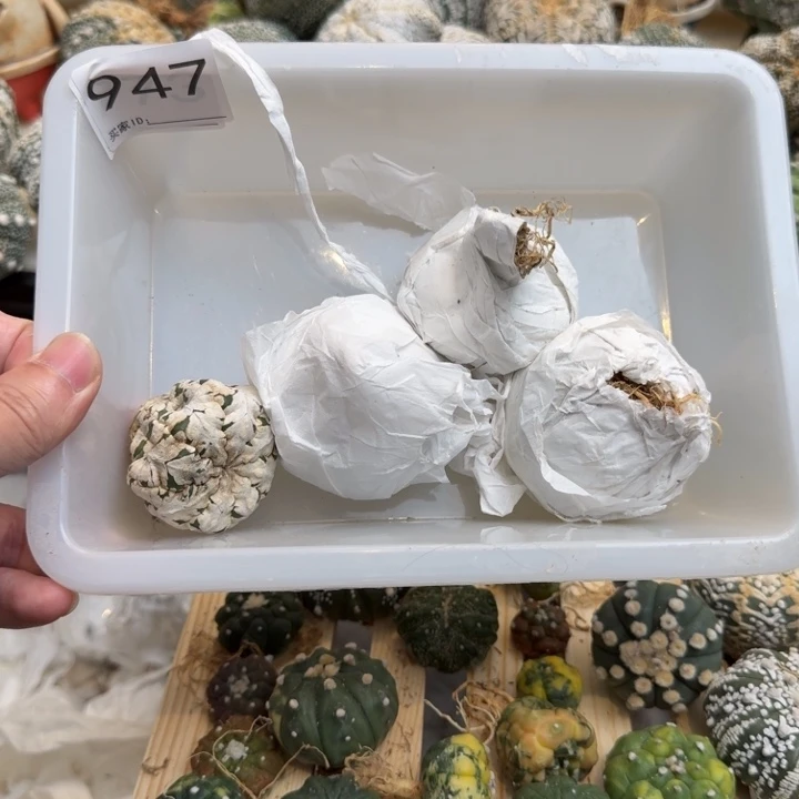 兜星球仙人球947号