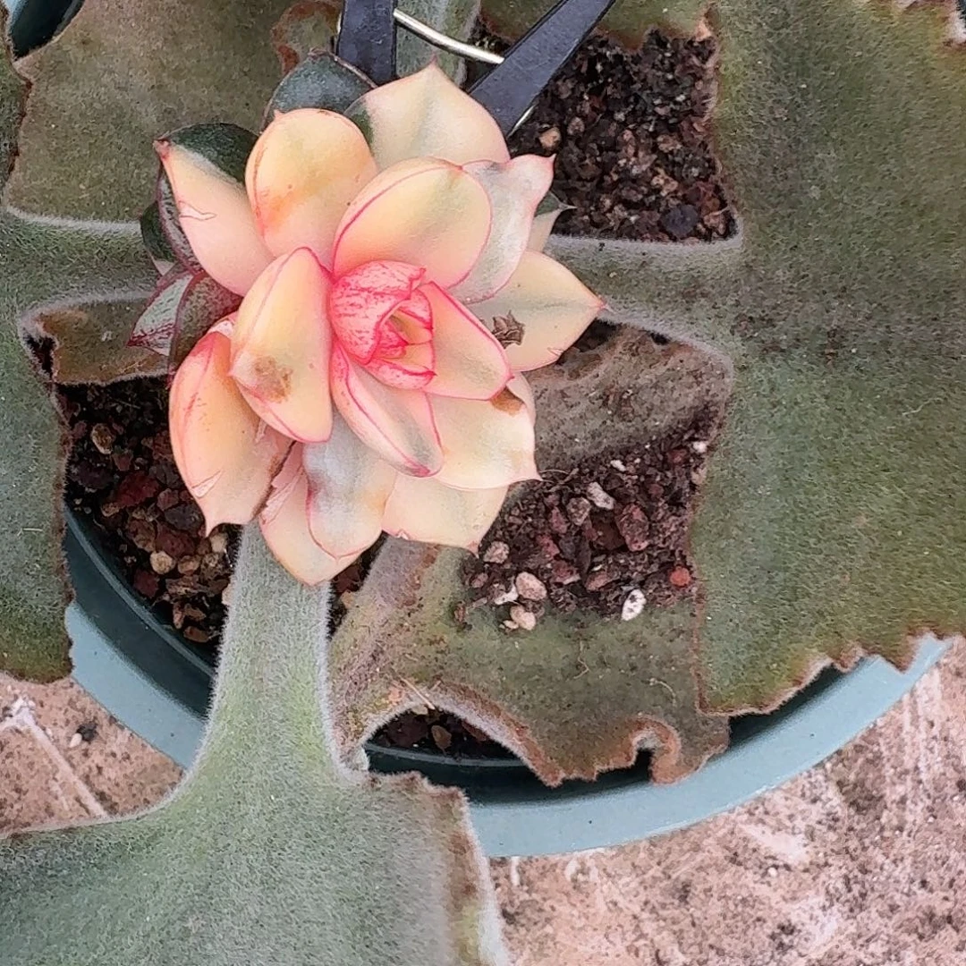 双头麒麟座一物一拍