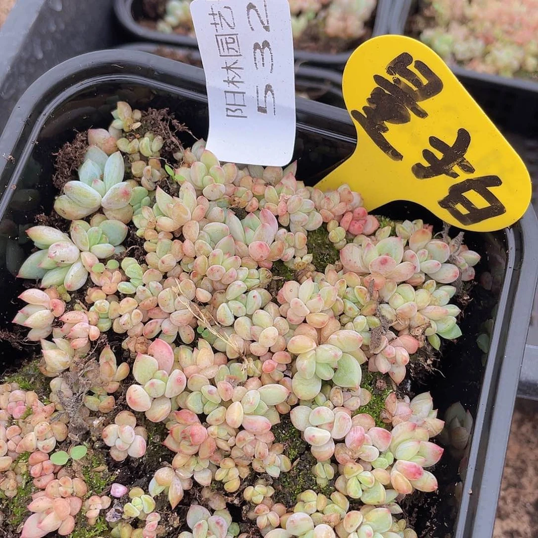 量拍多肉植物多肉植物532