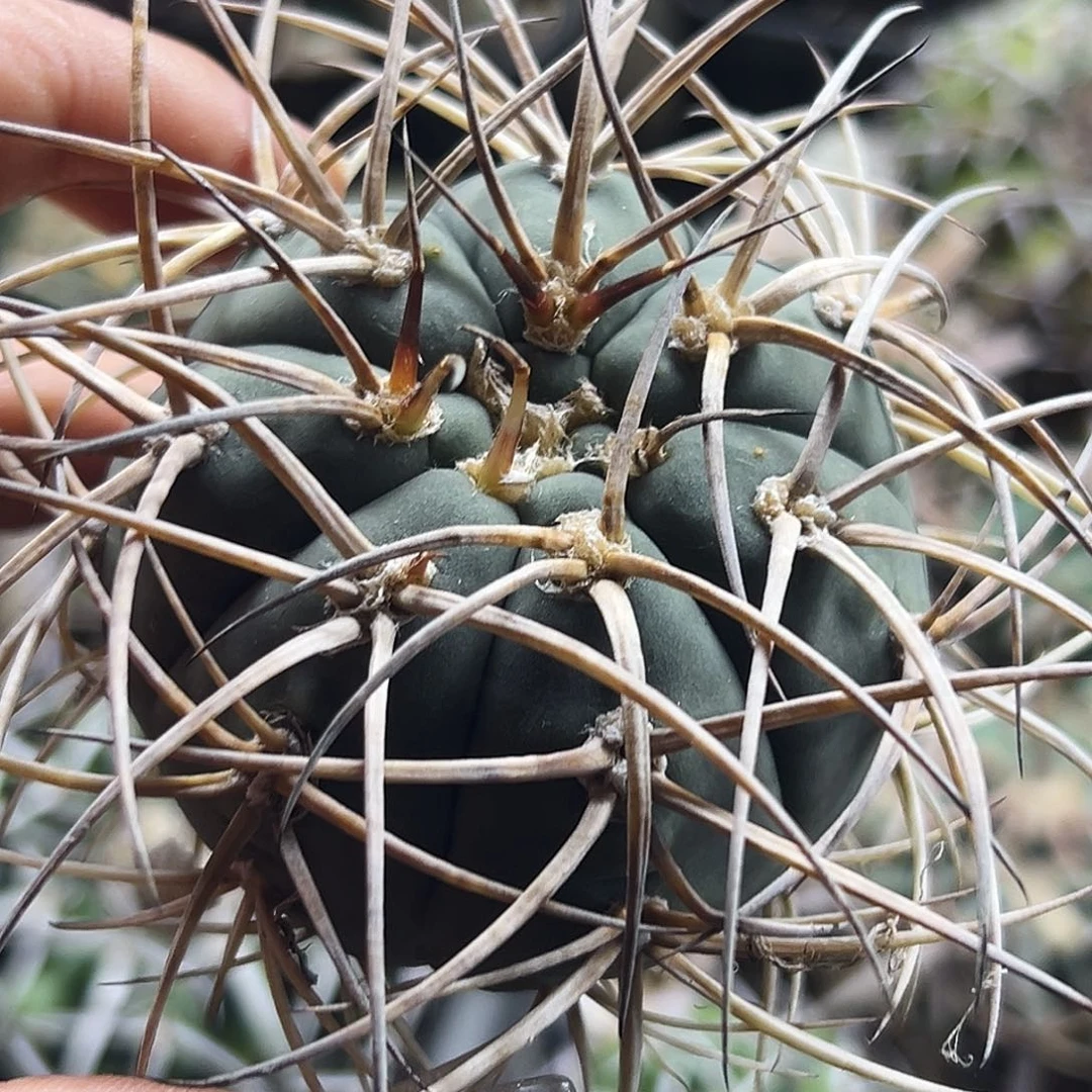 光临有根仙人球66666666