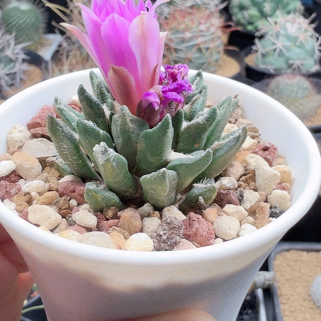 龙角牡丹带盆发货