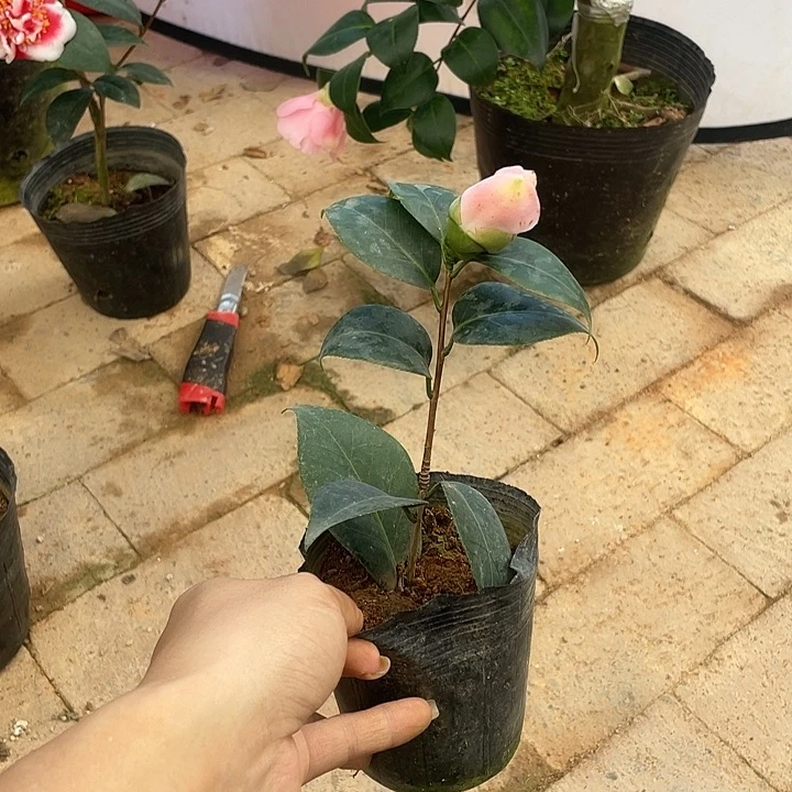 大部分花苞少量开放，西王母