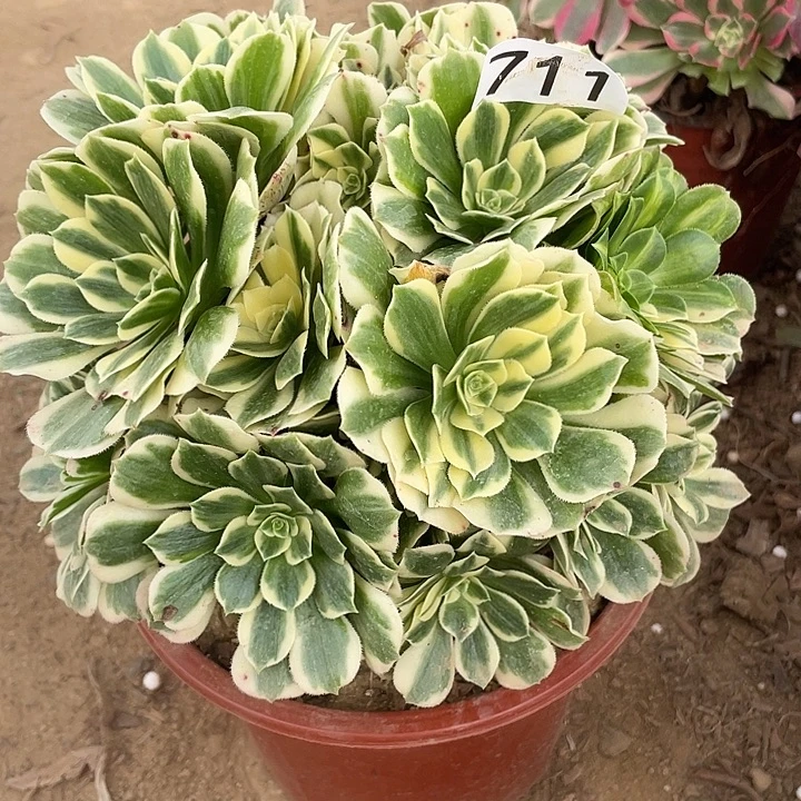 无花朵711迈巴赫多肉植物