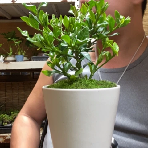 红陶一物一拍所见即所得158