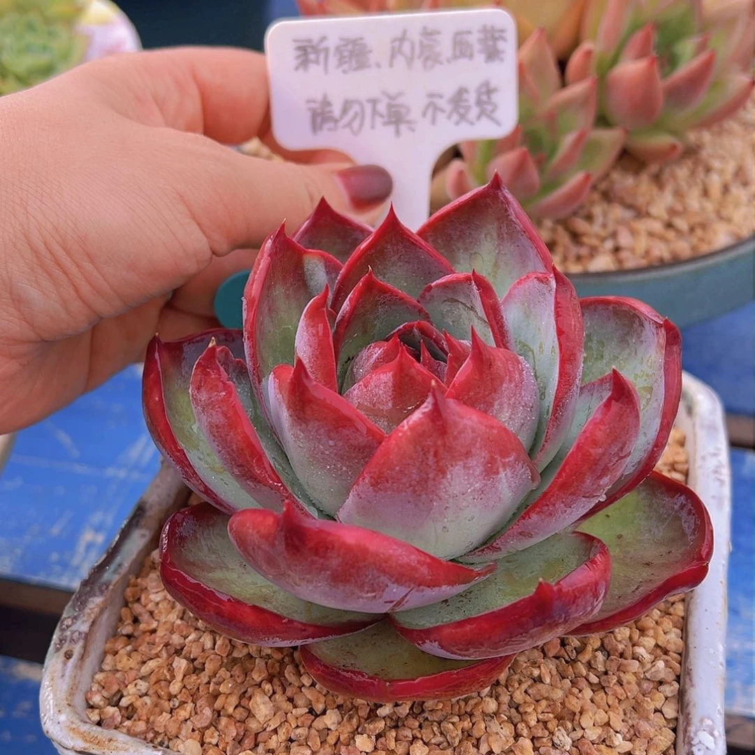优选惊鸿仙子，多肉植物，