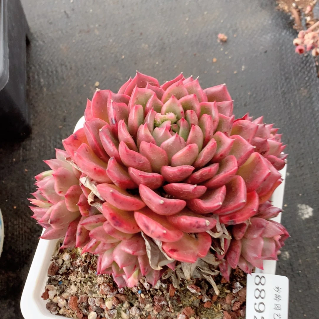 8892杂交多肉植物基地