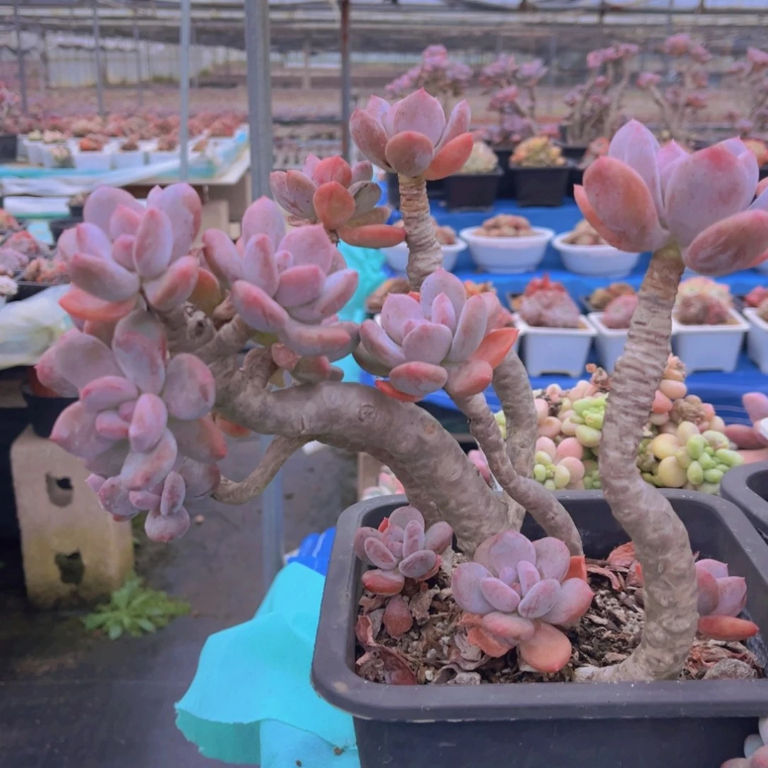 下播特价全状态灰姑娘