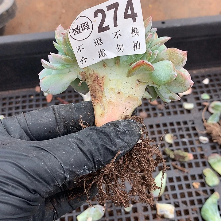 白凤缀化 瑕疵 多肉植物9.25号左右发