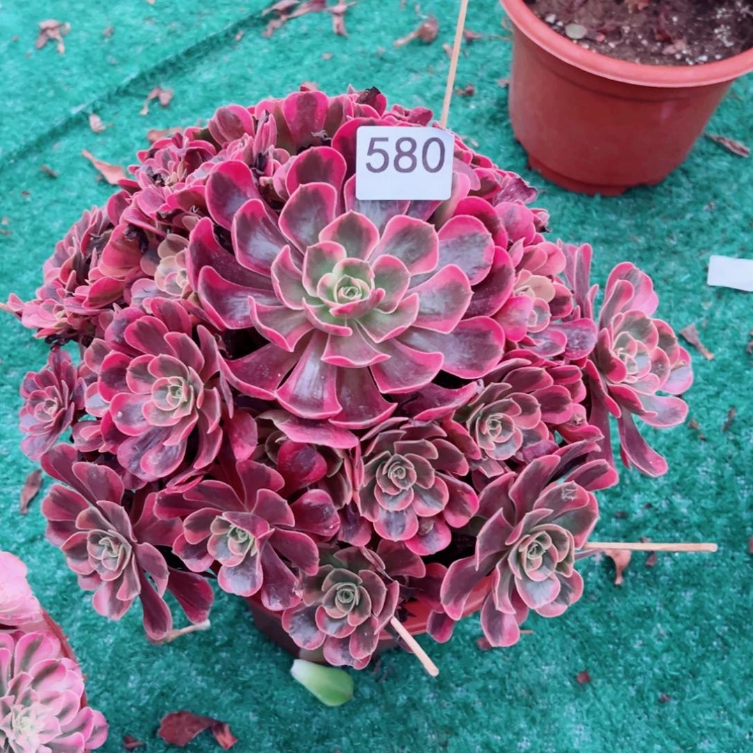 580爱神法师多肉植物