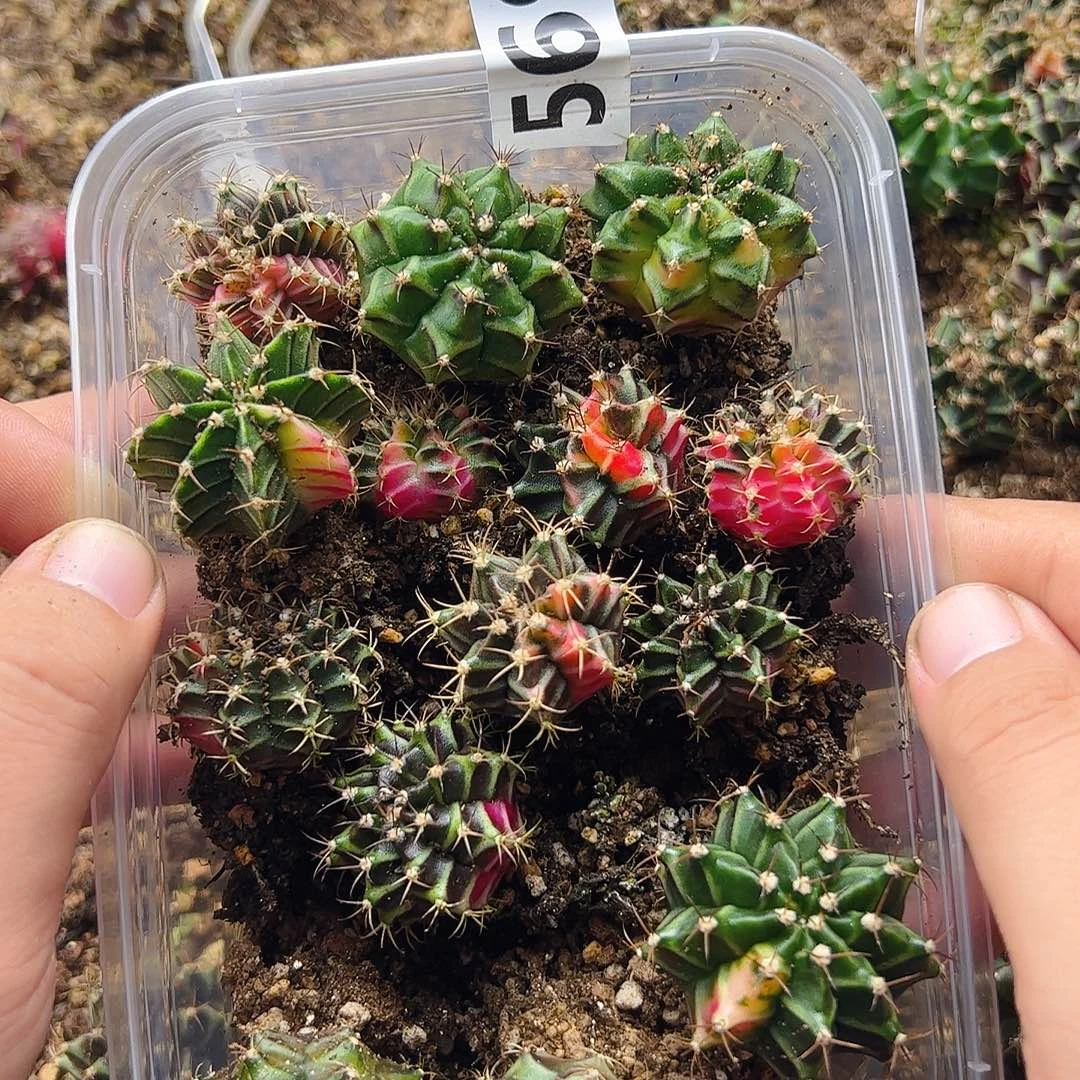 用***4当前无花栽培后可以开花569