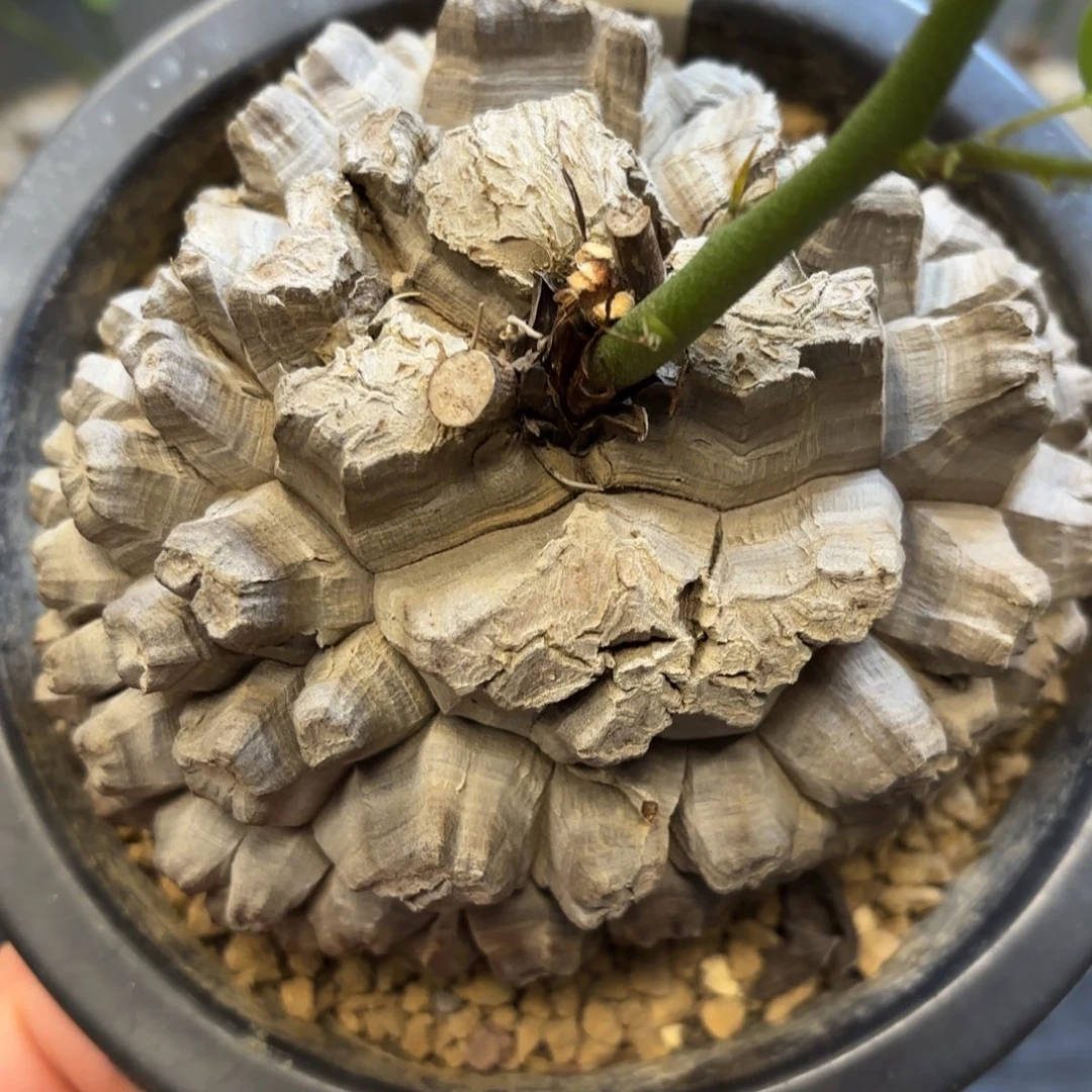 1412日系龟甲龙不退不换