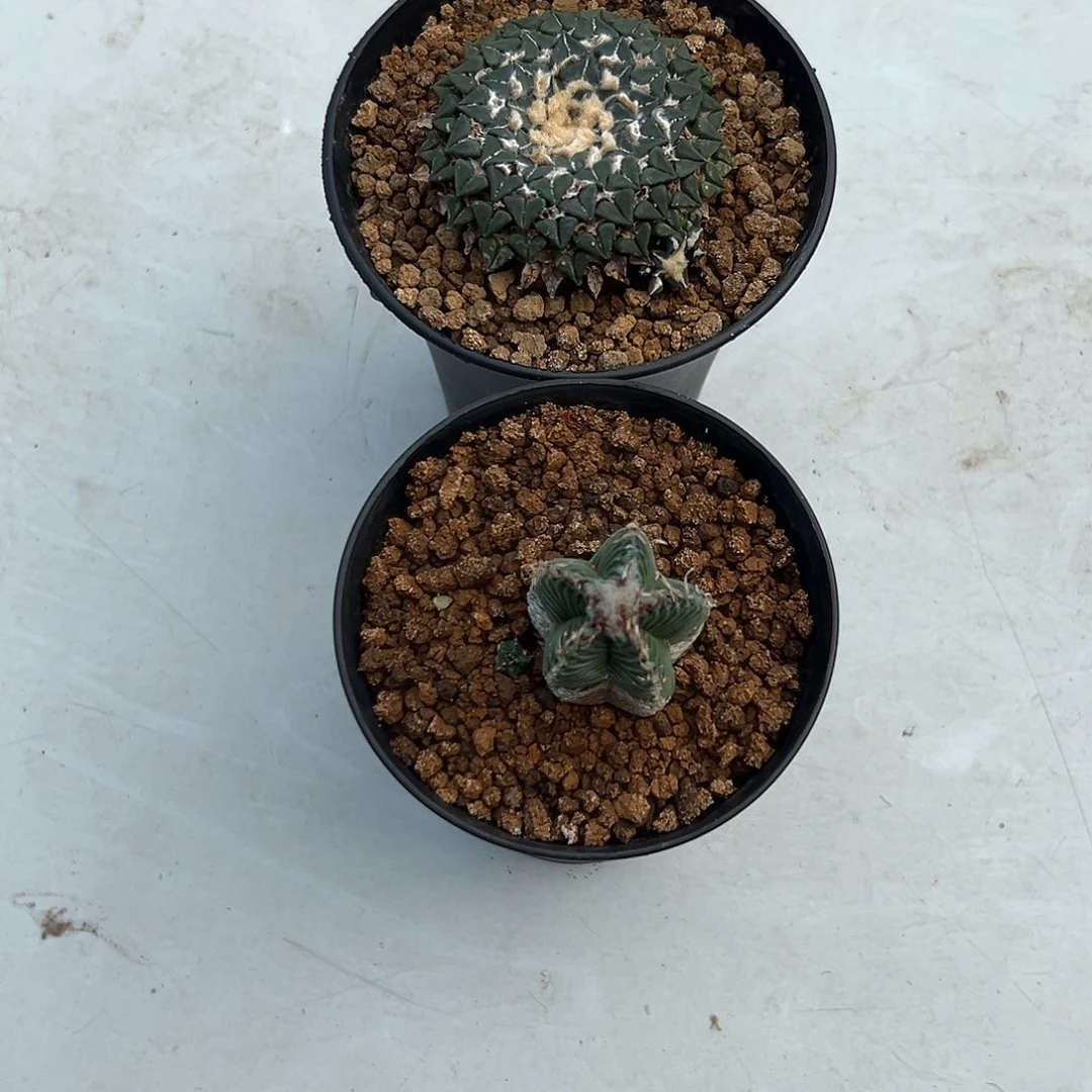 小***尚五星花龙鸡牡丹实生