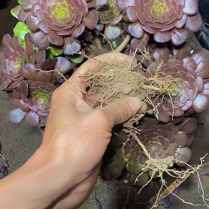 ༄***࿐多肉植物保护研究所