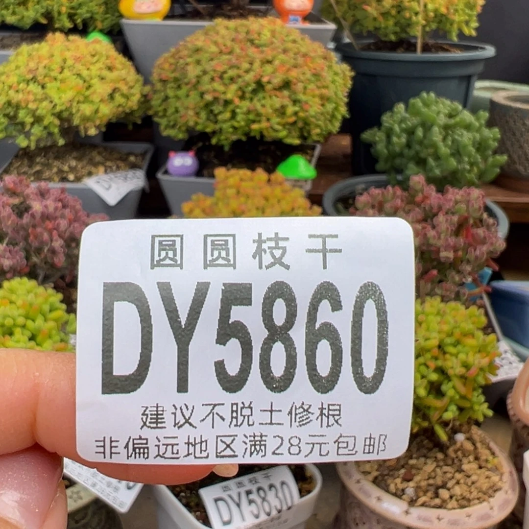 疯****dy5823疯猫的一筐抽象花花