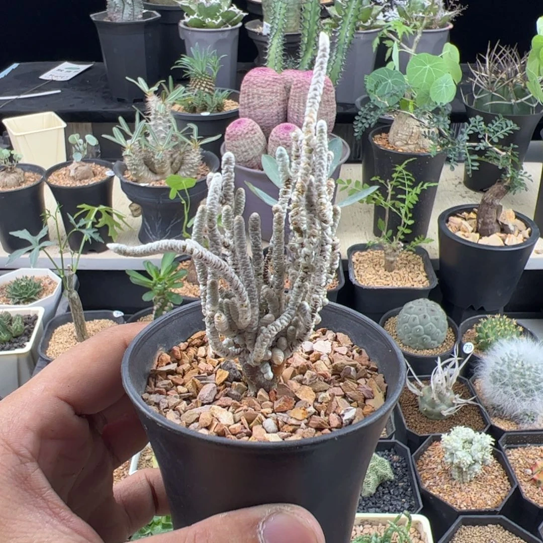 银蚕一物一拍带盆发